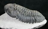 Big, Fat Drotops Trilobite - Great Preparation #10526-2